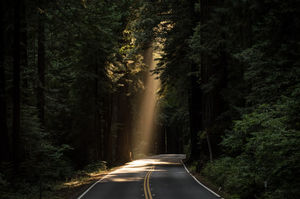 How Kratom Extract Is Made: Understanding the Process Behind Liquid Kratom (Break down the science of extraction and why Lockhold's method ensures potency & purity.) image of beautiful road through the forrest. best price kratom online