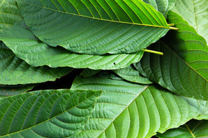 Understanding the Studies About Kratom's Addictive Potential, Separating Fact from Fiction