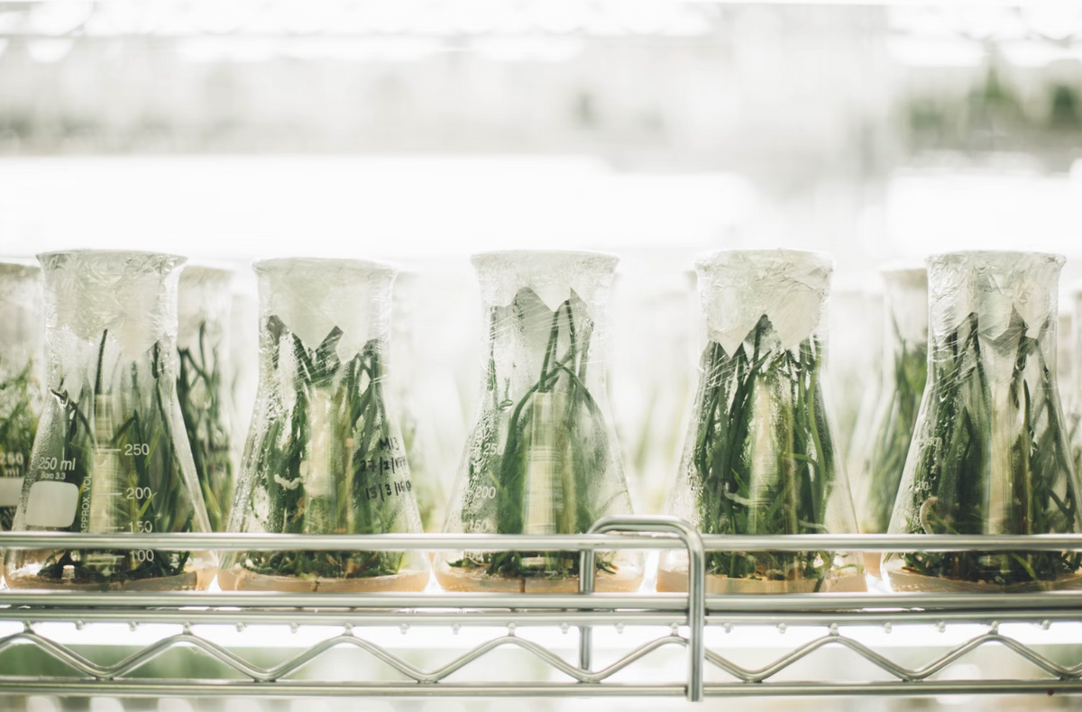 Kratom plant science research in glass beakers, laboratory study of kratom properties and benefits