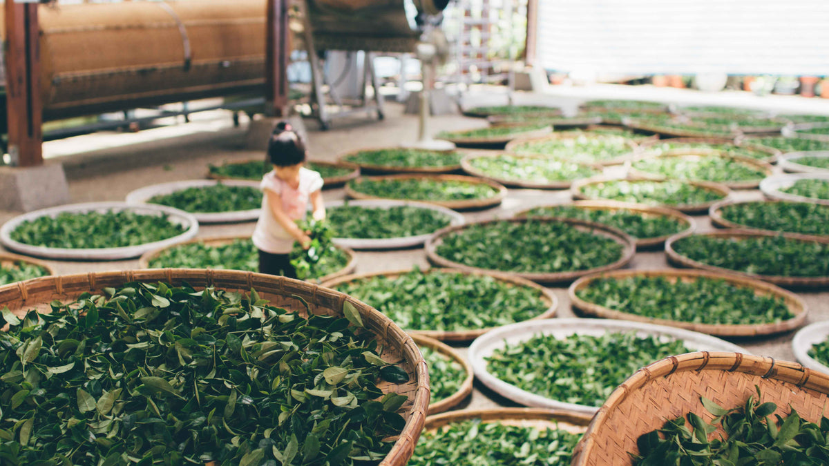 Baskets of kratom leaves drying in a traditional Southeast Asian setting, highlighting the cultural and agricultural origins of kratom
