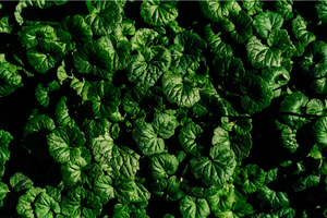 Experience the natural benefits of kratom for wellness, energy, and recovery. Try Lockhold’s free kratom samples and enjoy the power of natural botanicals today.