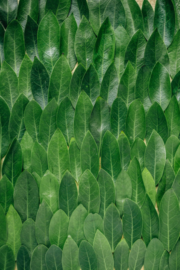 Kratom, derived from the leaves of the Mitragyna speciosa tree native to Southeast Asia, displayed in a lush green arrangement