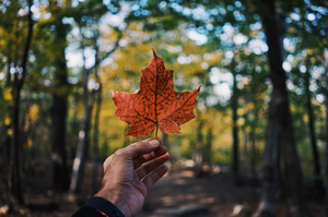 ✅ Is Kratom Legal in Canada? What You Need to Know Before Ordering or Traveling (Country-specific legal breakdown.)