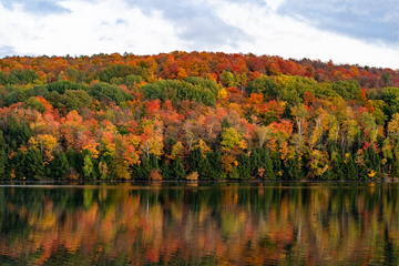 Understanding the Kratom Ban in Vermont